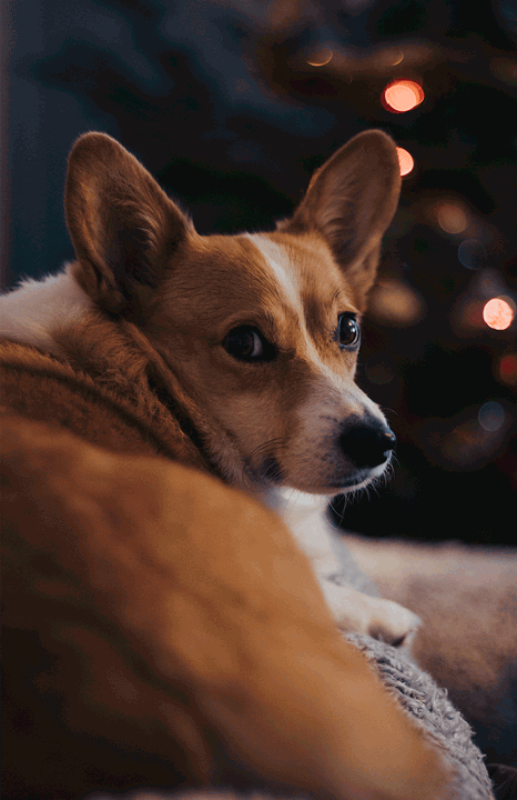 Corgi puppy posing for a christmmas photo.