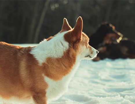 Corgi and Bernese Mountain dog looking off into the distance in the snow.