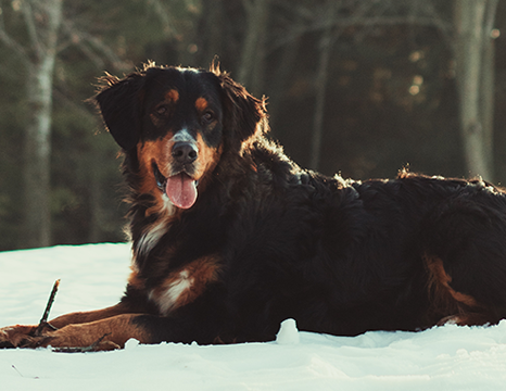 Bernese Mountain dog sitting in the snow.