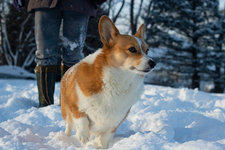 Corgi in the snow.
