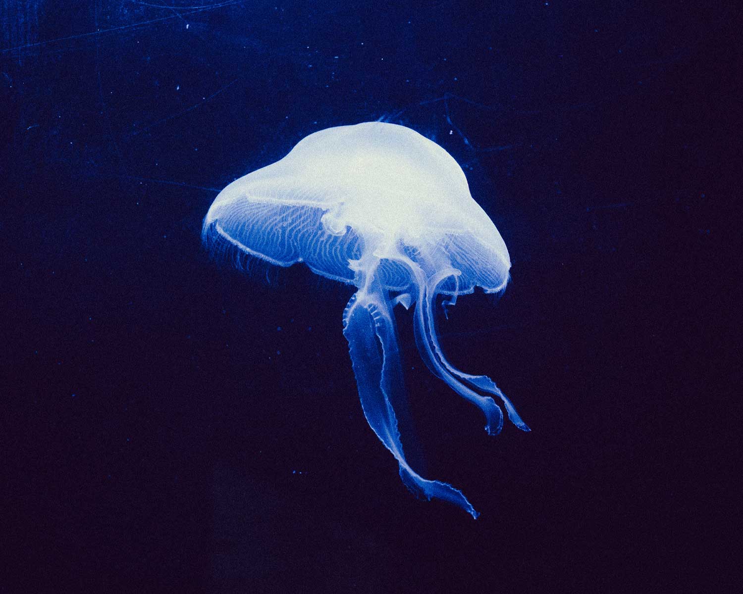 jellyfish photograph in lumniescent light