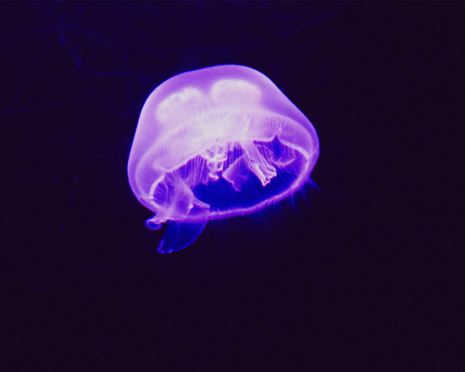 purple jellyfish floating photograph.