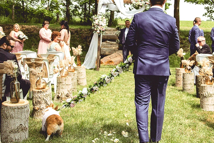 Man walking dog down an aisle on wedding day